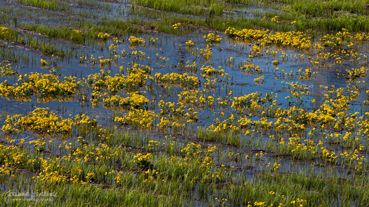 008_Biebrza - kwiecien 2010.jpg
